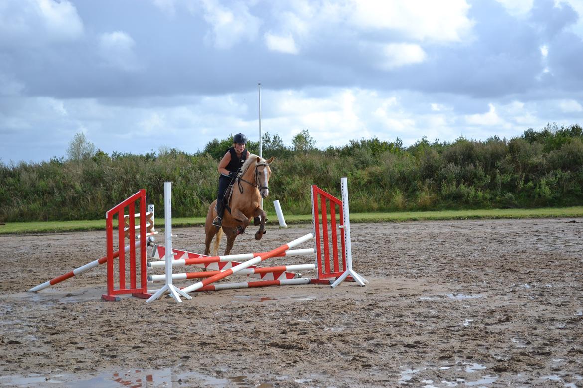 Anden særlig race GOLDEN DANCER (Lille Mus) billede 9