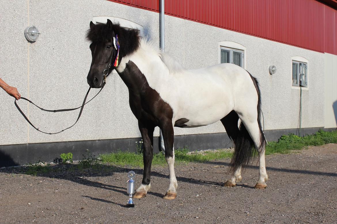 Islænder LÓA fra VINDBYHOLT billede 21