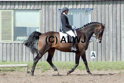 Hannoveraner Lennox 6 billede 14