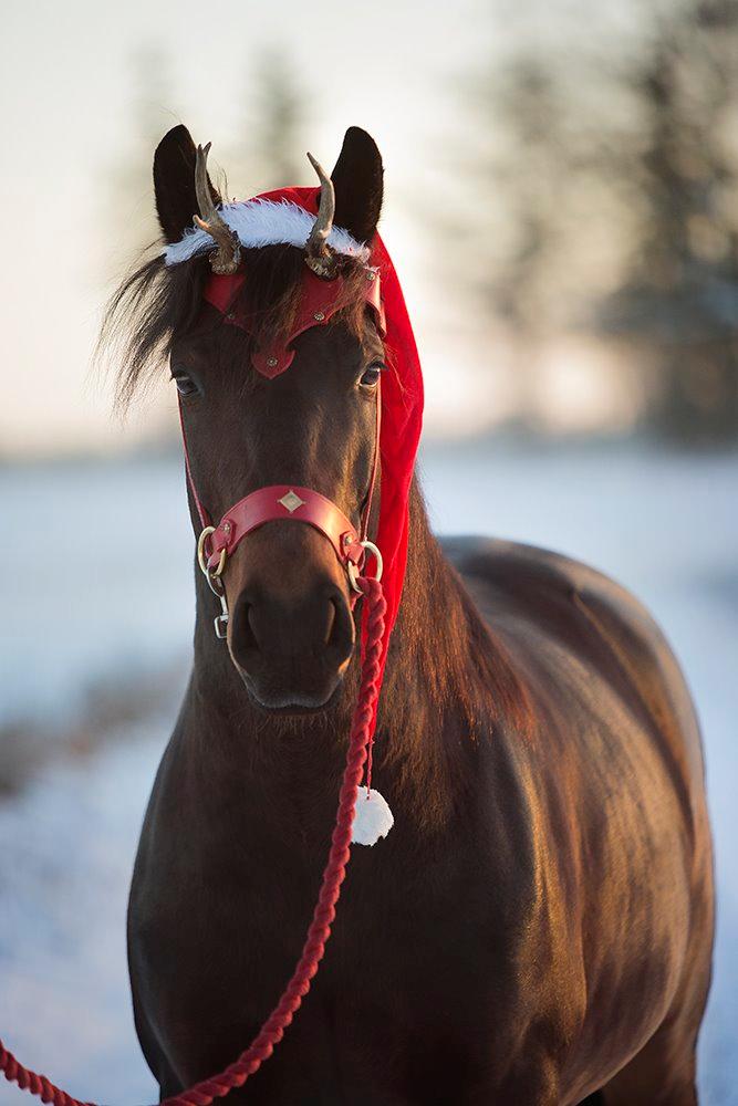 Anden særlig race Cointreau J - 30. december 2014... Fotograf: Martin Kilt Uggerly (Kæresten) billede 12