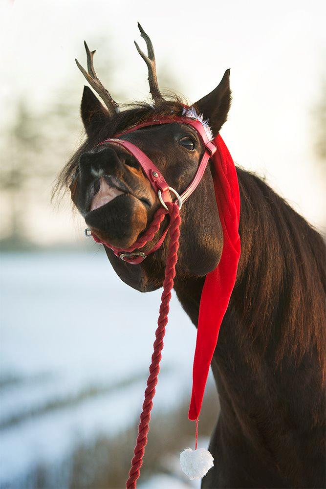 Anden særlig race Cointreau J - 30. december 2014... Fotograf: Martin Kilt Uggerly (Kæresten) billede 13