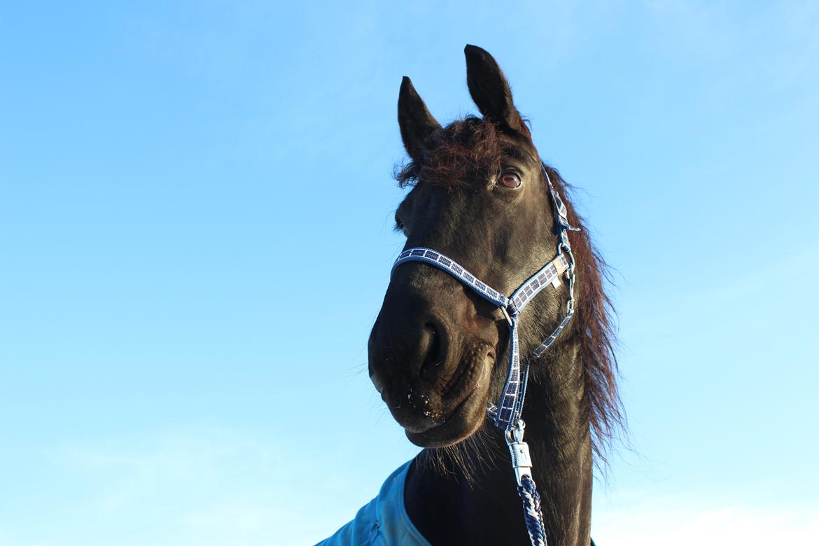 Frieser Marijke G R.I.P - DU er som en himmelblå <3 billede 14