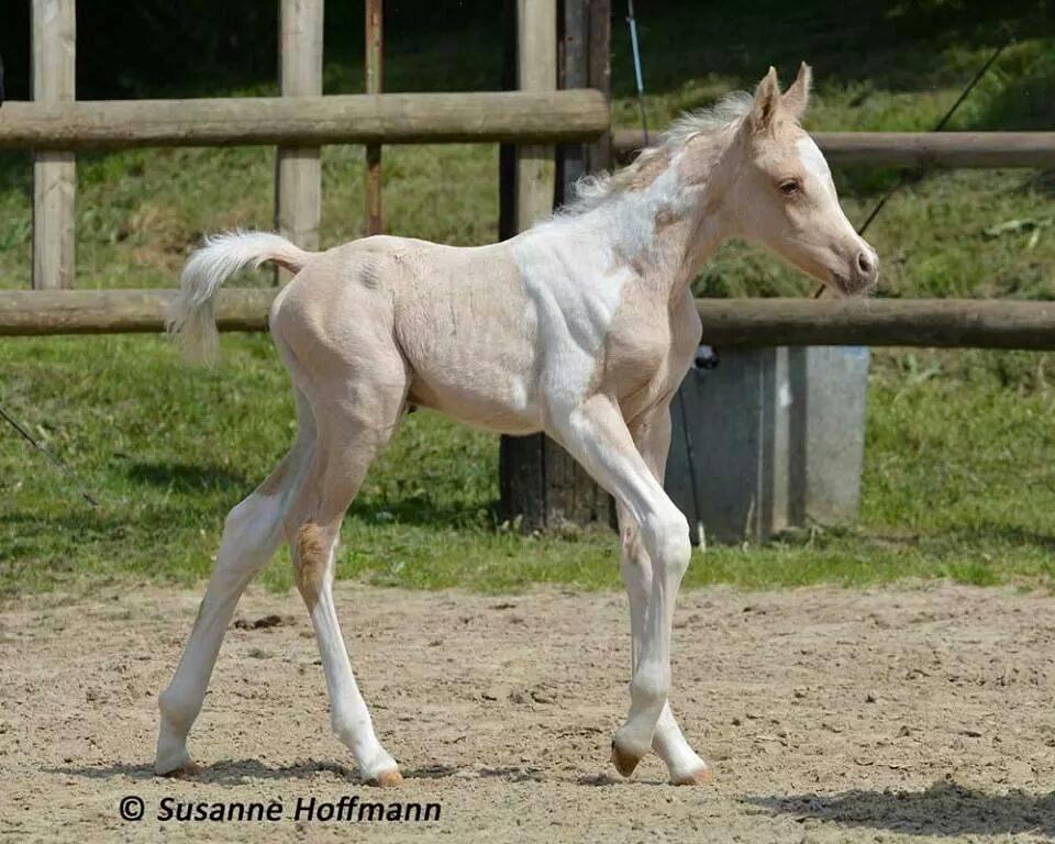 Pinto Araber Painted dreamcatcher billede 9