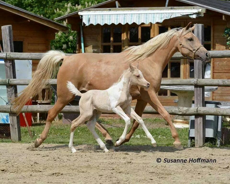 Pinto Araber Painted dreamcatcher billede 10