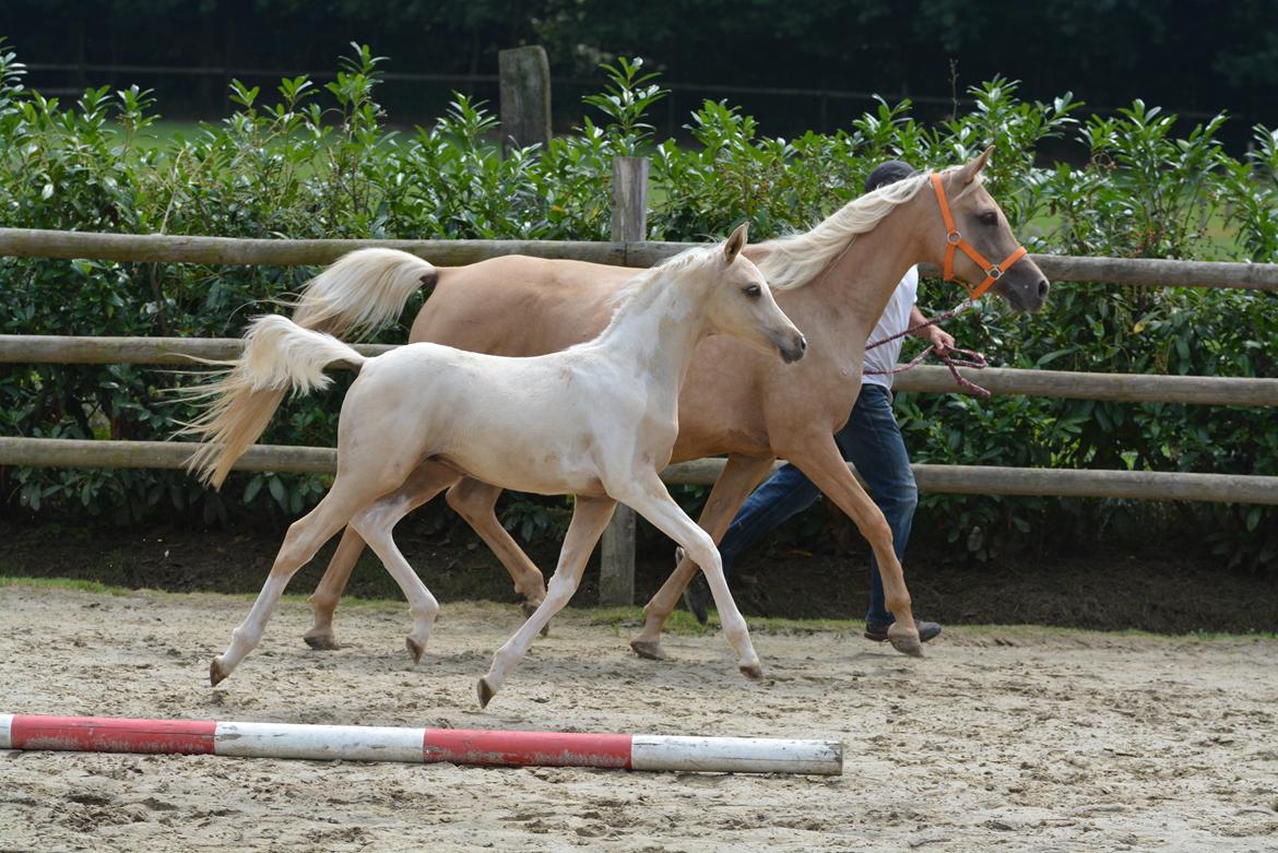 Pinto Araber Painted dreamcatcher billede 12