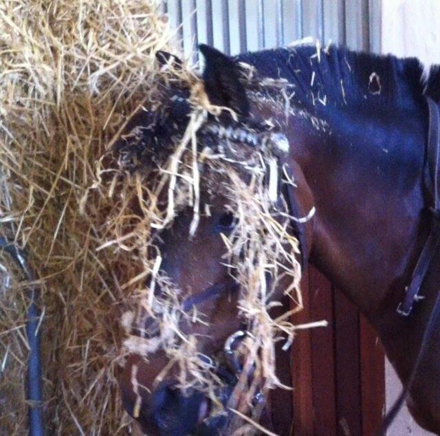 Anden særlig race Walther - mærkelige pony billede 7