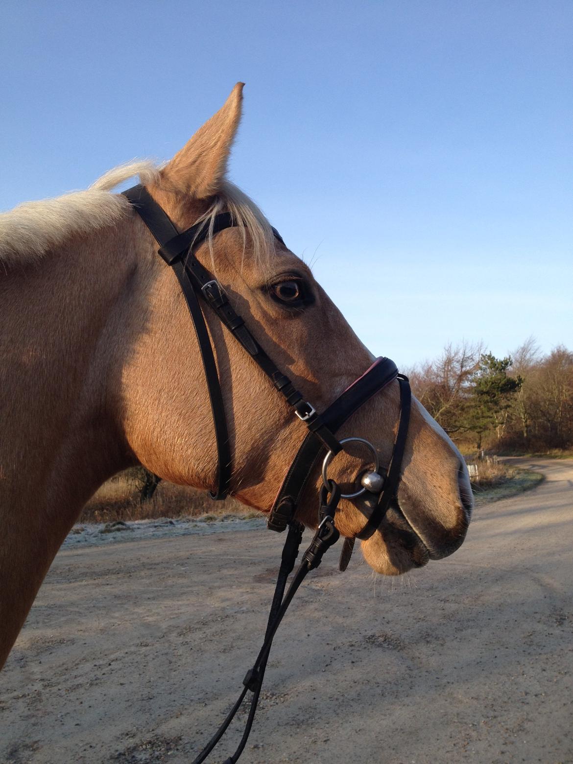 Anden særlig race Golden dancer - smukkeste <3 billede 6