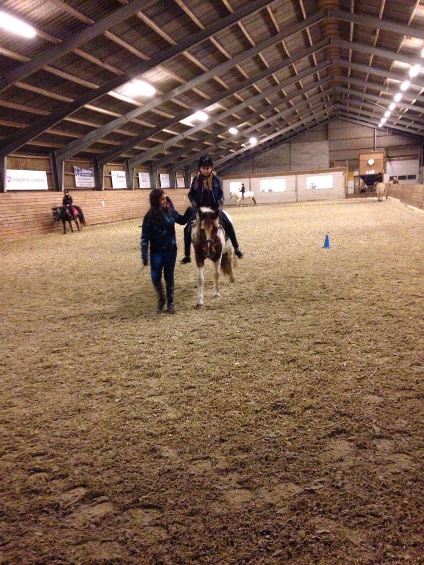 Anden særlig race Kimi *tidl. Elevpony* *R.I.P..* billede 3