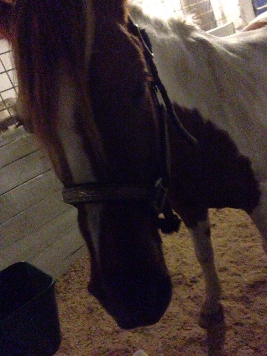 Anden særlig race Kimi *tidl. Elevpony* *R.I.P..* billede 8