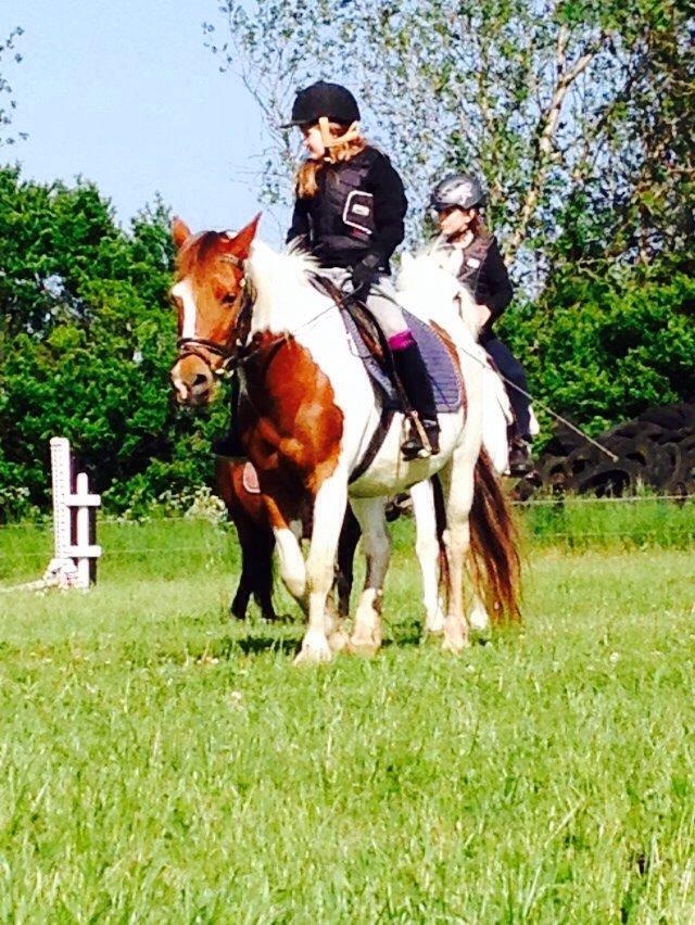 Anden særlig race Kimi *tidl. Elevpony* *R.I.P..* billede 10