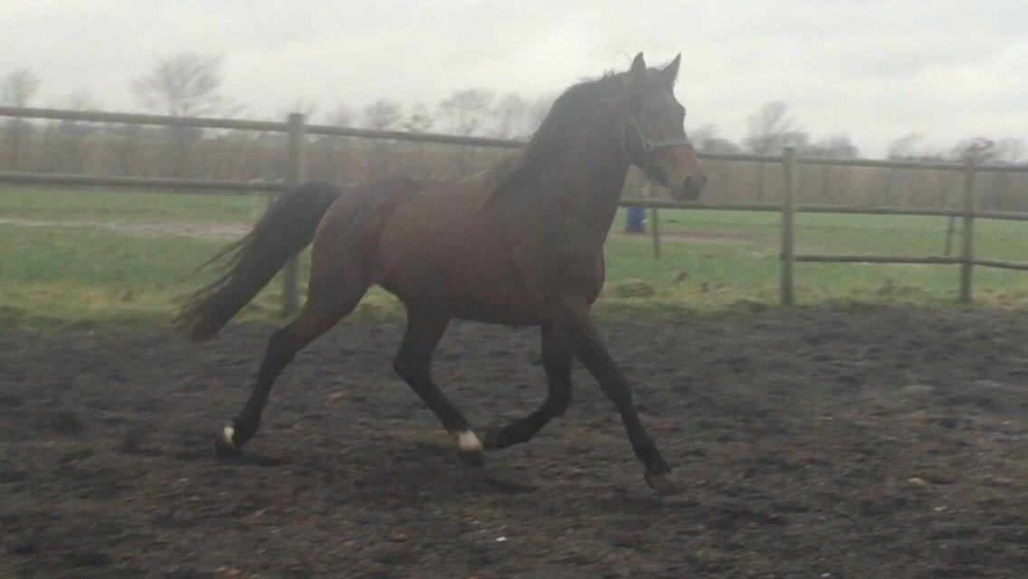 Dansk Varmblod Gredstedgaards Locksley billede 3