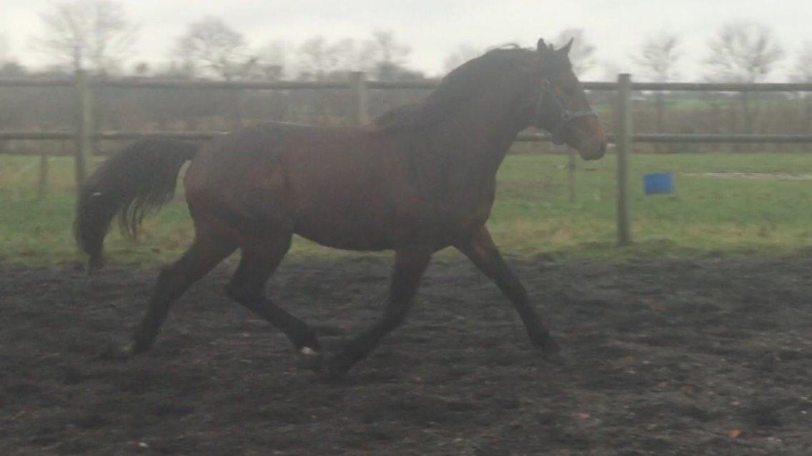 Dansk Varmblod Gredstedgaards Locksley billede 4