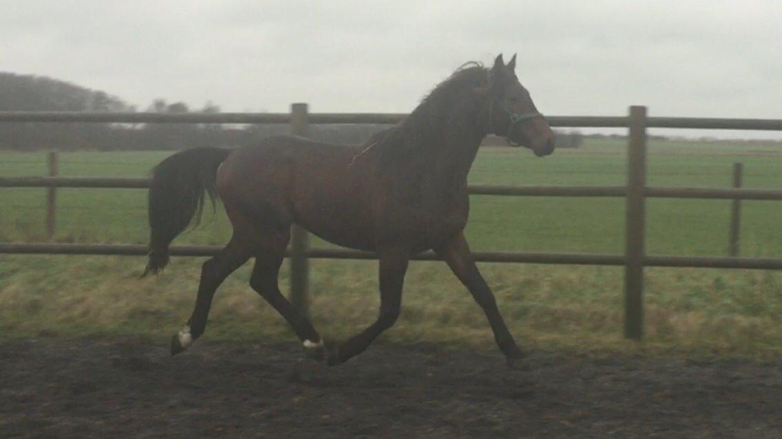 Dansk Varmblod Gredstedgaards Locksley billede 5