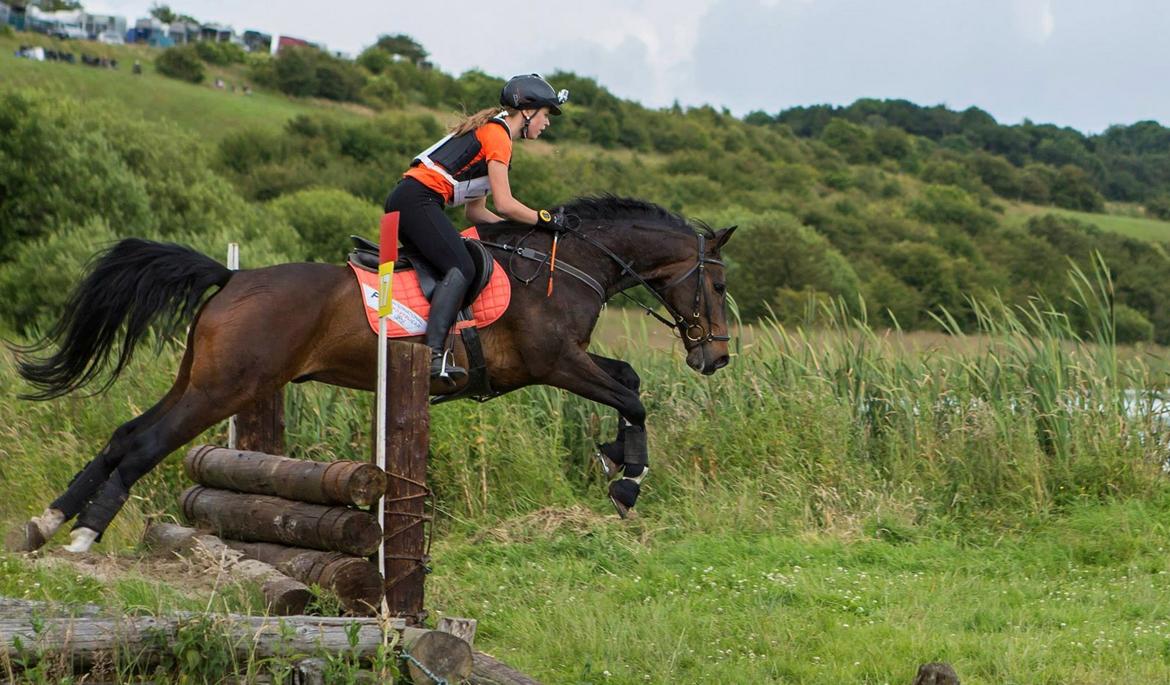 Dansk Varmblod The Fifth Bally * B-HEST * - CNC100 - Skårup Overgård, udspring  billede 9