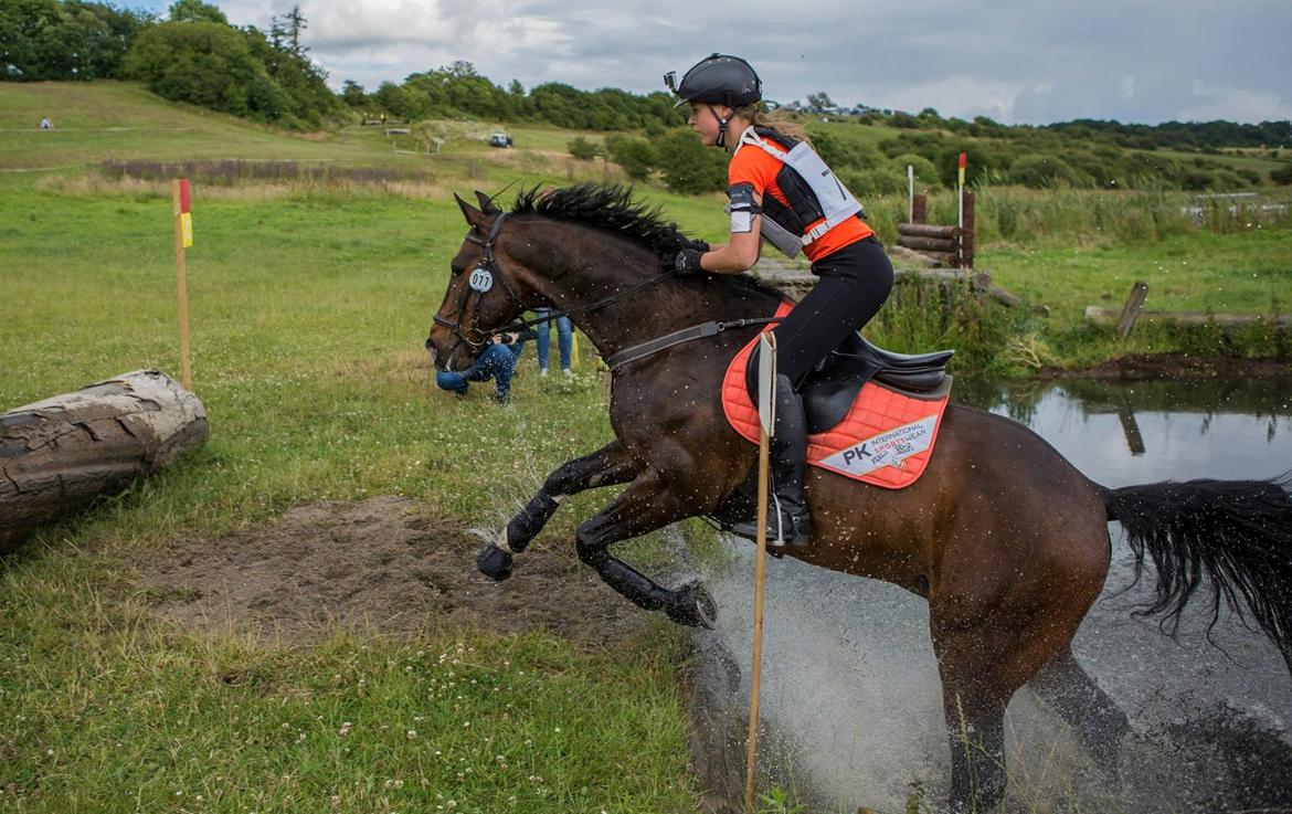 Dansk Varmblod The Fifth Bally * B-HEST * billede 11