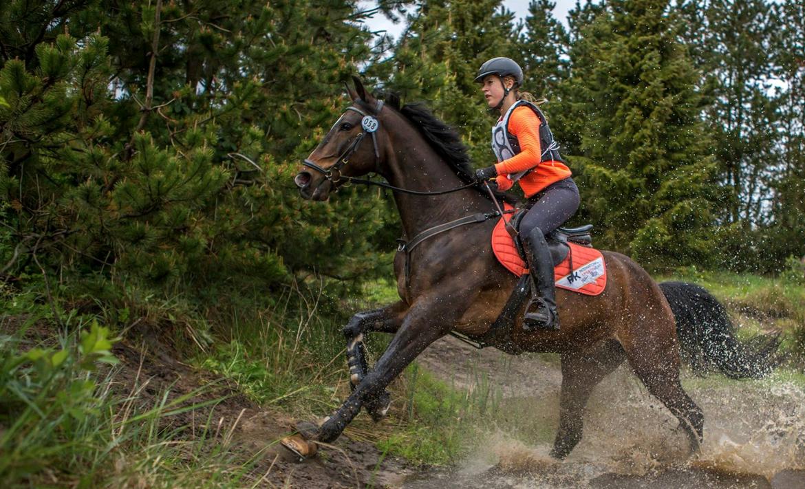 Dansk Varmblod The Fifth Bally * B-HEST * - CNC90 - Klithuse billede 1