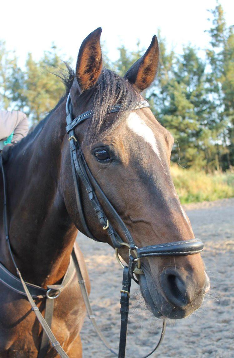 Dansk Varmblod The Fifth Bally * B-HEST * - Smukkeste Fifth :-) billede 13