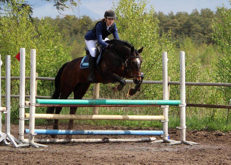 Dansk Varmblod The Fifth Bally * B-HEST * billede 15