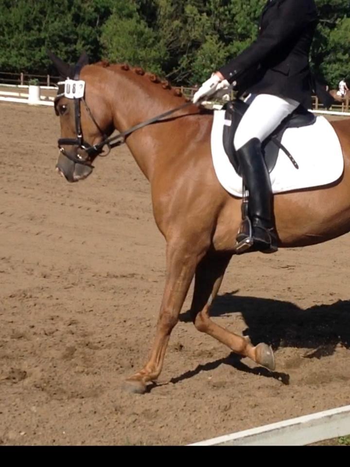 Hollandsk Sportspony zoe v.d. noarderein billede 25