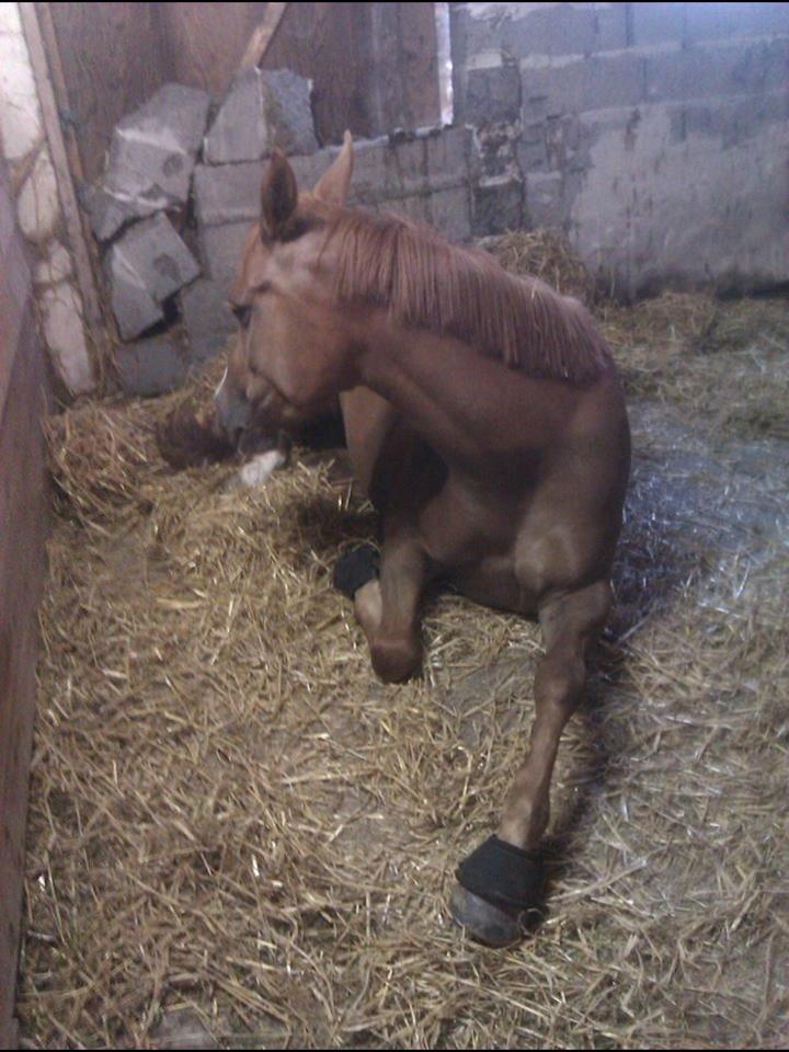 Hollandsk Sportspony zoe v.d. noarderein billede 27