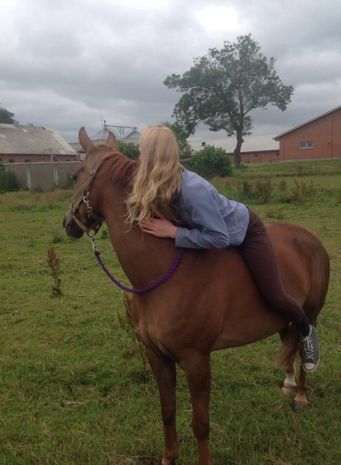 Hollandsk Sportspony zoe v.d. noarderein billede 28