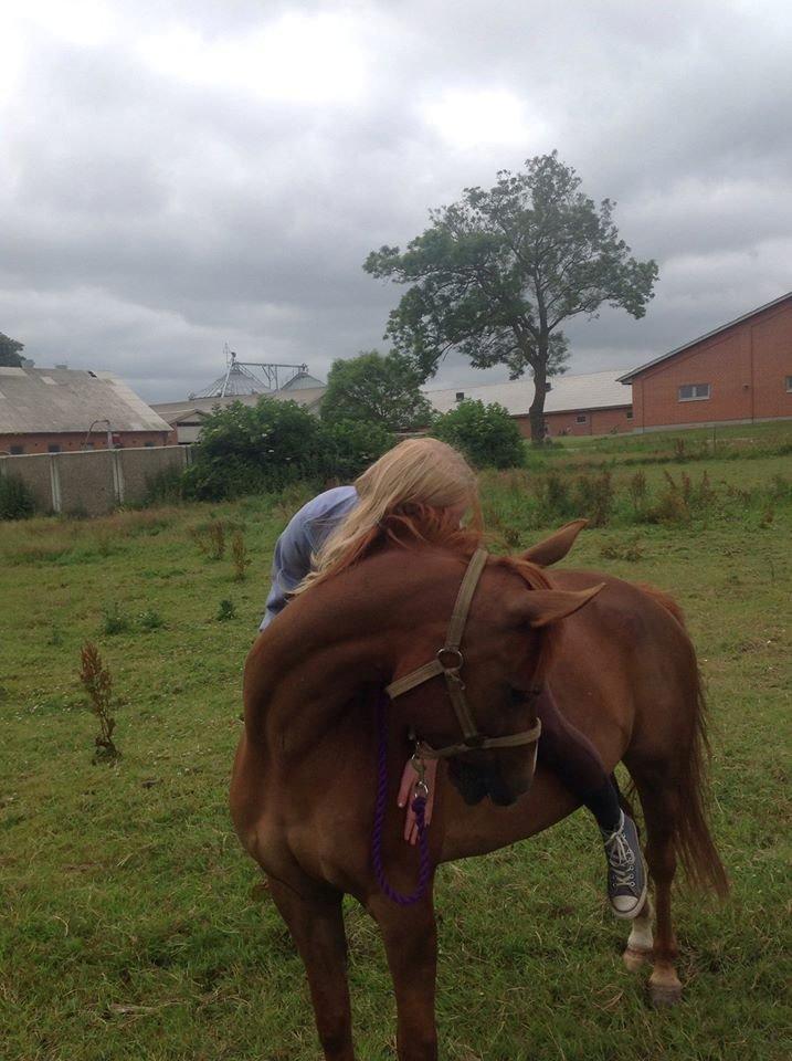 Hollandsk Sportspony zoe v.d. noarderein billede 26