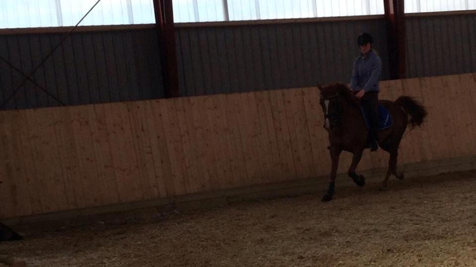 Hollandsk Sportspony zoe v.d. noarderein billede 29