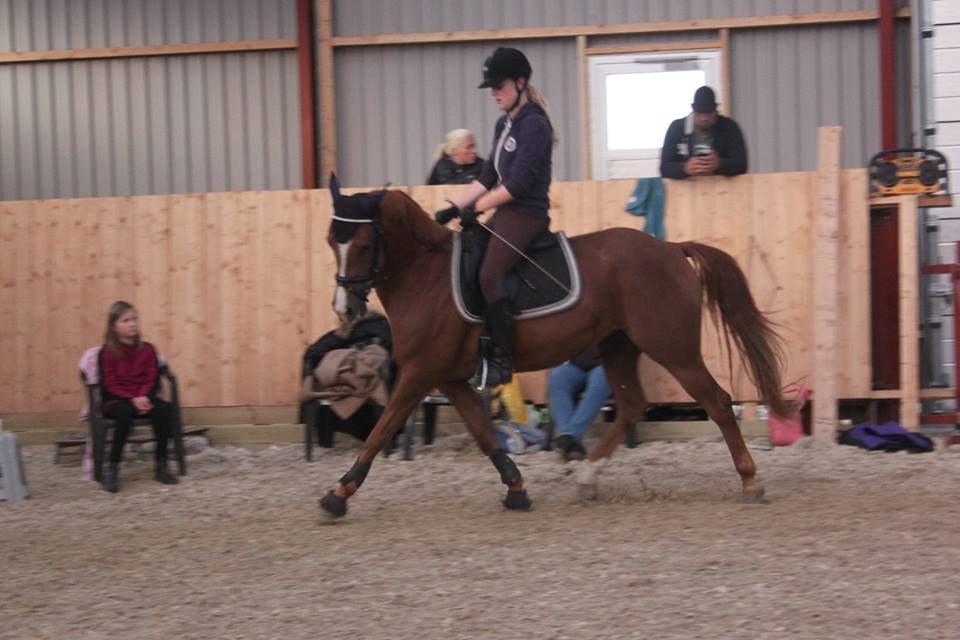 Hollandsk Sportspony zoe v.d. noarderein billede 30