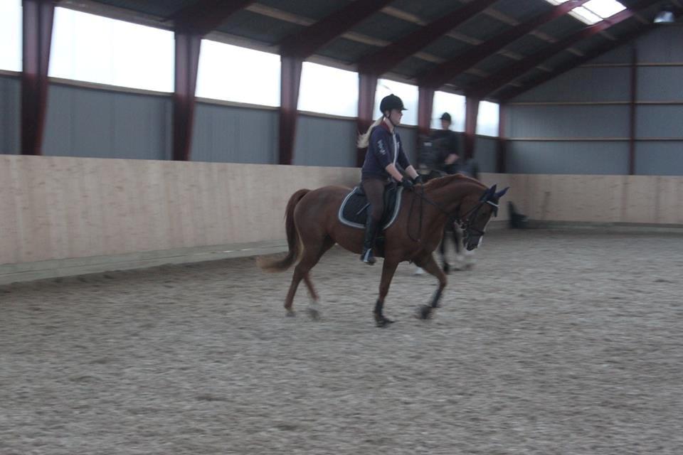 Hollandsk Sportspony zoe v.d. noarderein billede 32