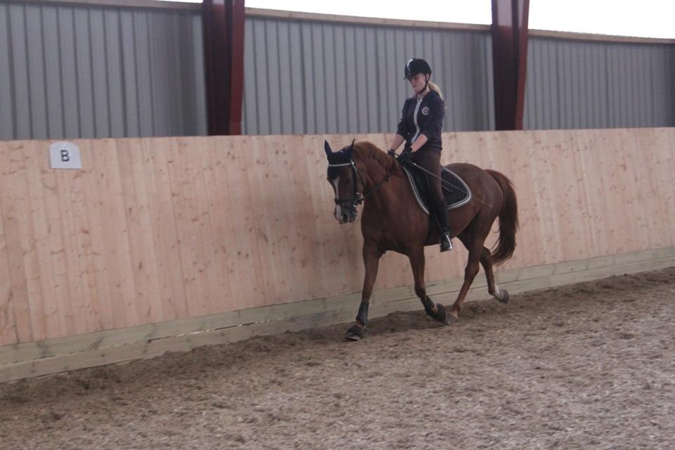 Hollandsk Sportspony zoe v.d. noarderein billede 33