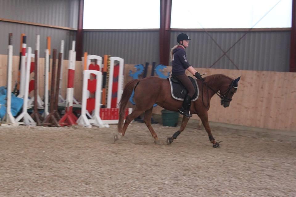 Hollandsk Sportspony zoe v.d. noarderein billede 34