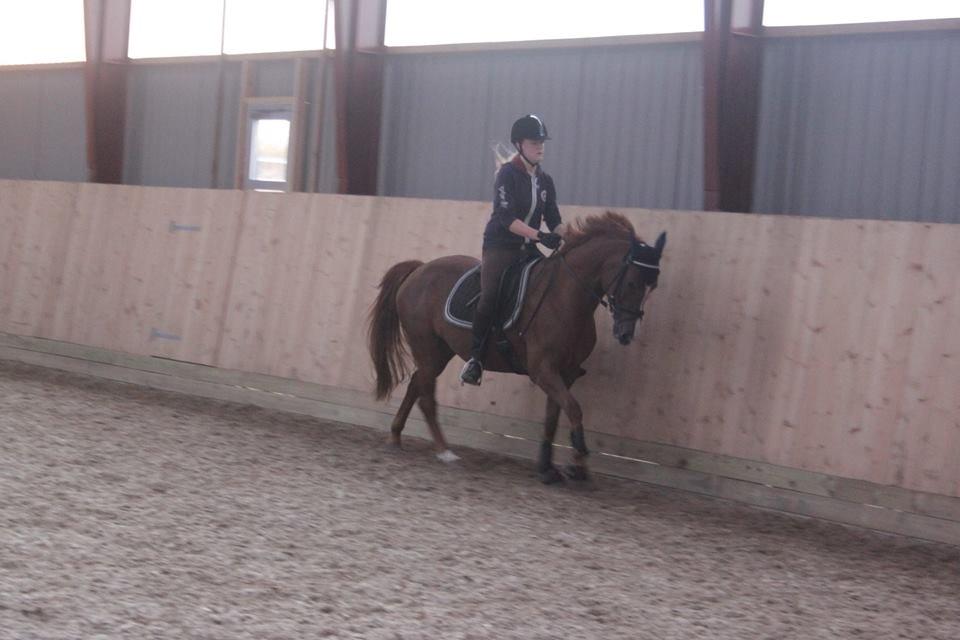 Hollandsk Sportspony zoe v.d. noarderein billede 35