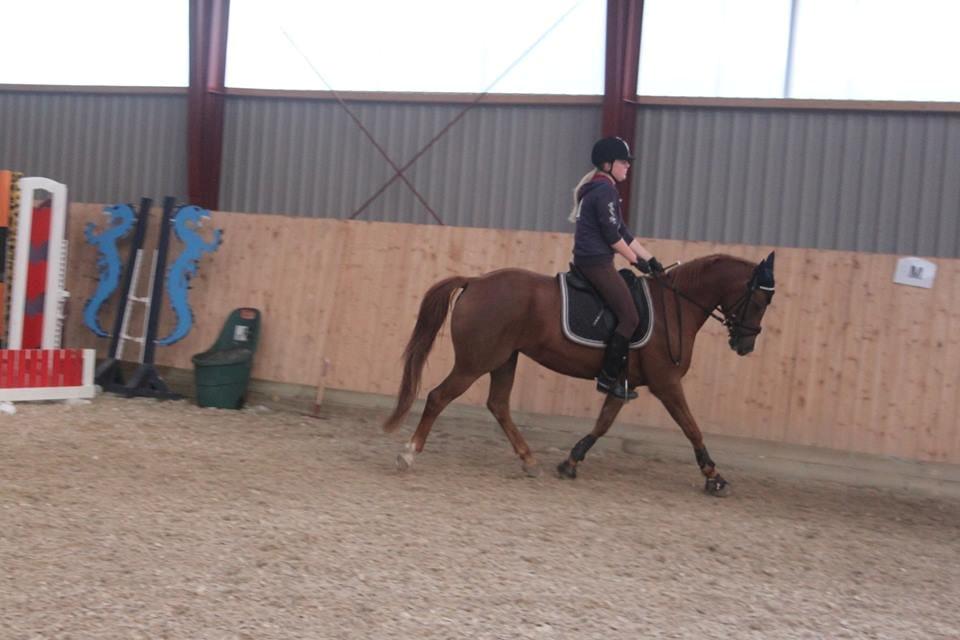 Hollandsk Sportspony zoe v.d. noarderein billede 36