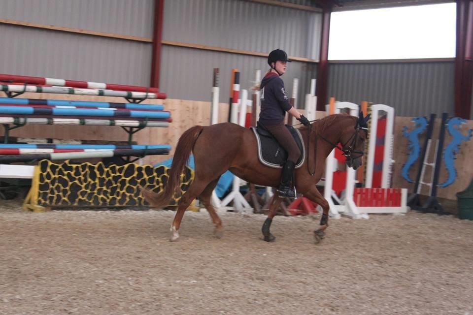 Hollandsk Sportspony zoe v.d. noarderein billede 37