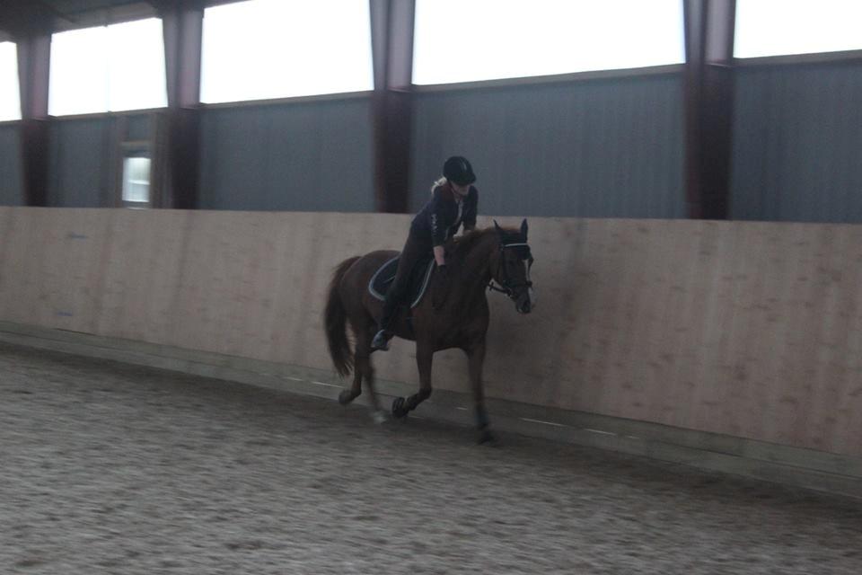 Hollandsk Sportspony zoe v.d. noarderein billede 38