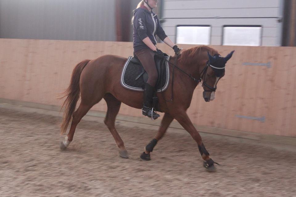 Hollandsk Sportspony zoe v.d. noarderein billede 39