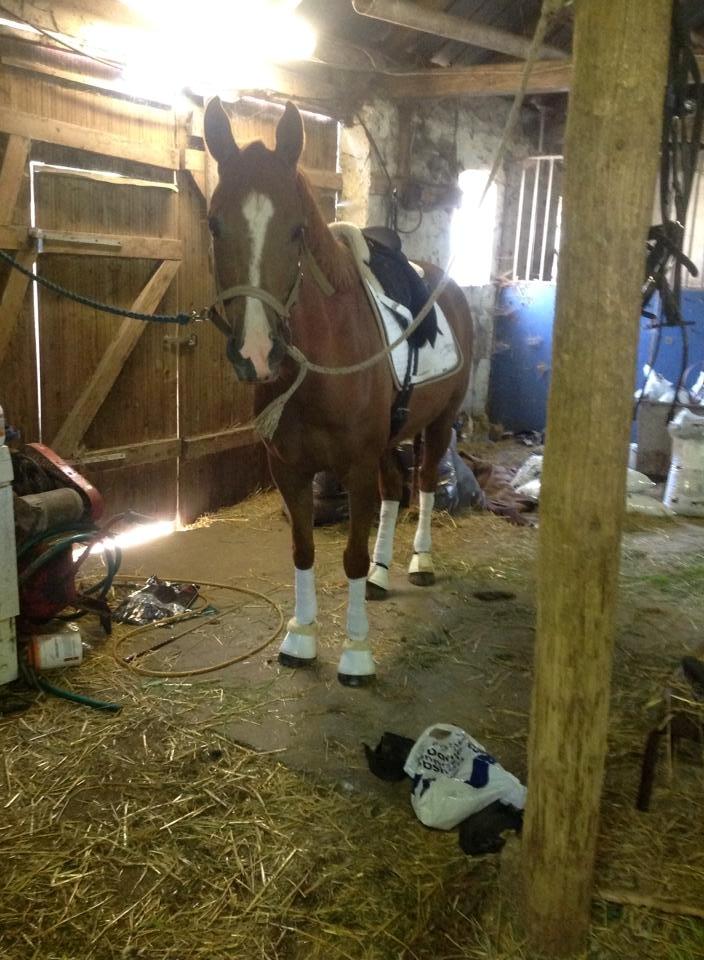 Hollandsk Sportspony zoe v.d. noarderein billede 31