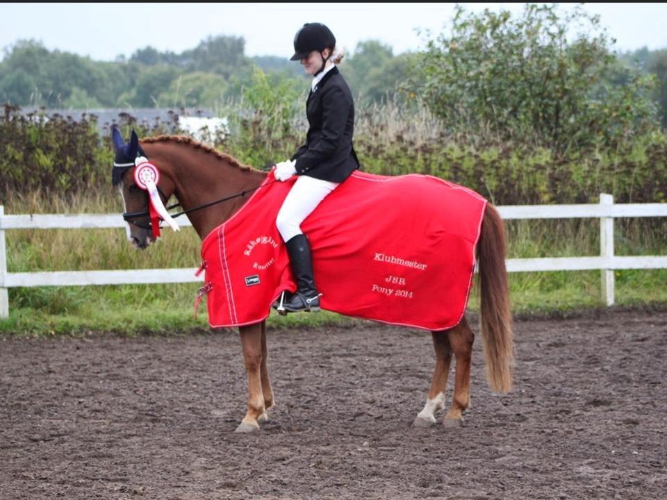 Hollandsk Sportspony zoe v.d. noarderein billede 40