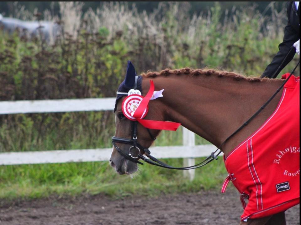 Hollandsk Sportspony zoe v.d. noarderein billede 42