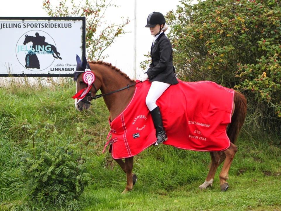 Hollandsk Sportspony zoe v.d. noarderein billede 41