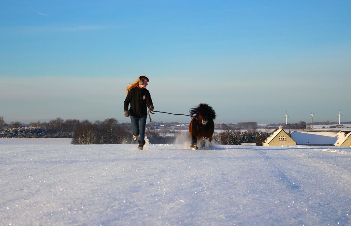 Anden særlig race Tulle (Trold) - En fantastisk løbetur i den nyfaldne sne. billede 4
