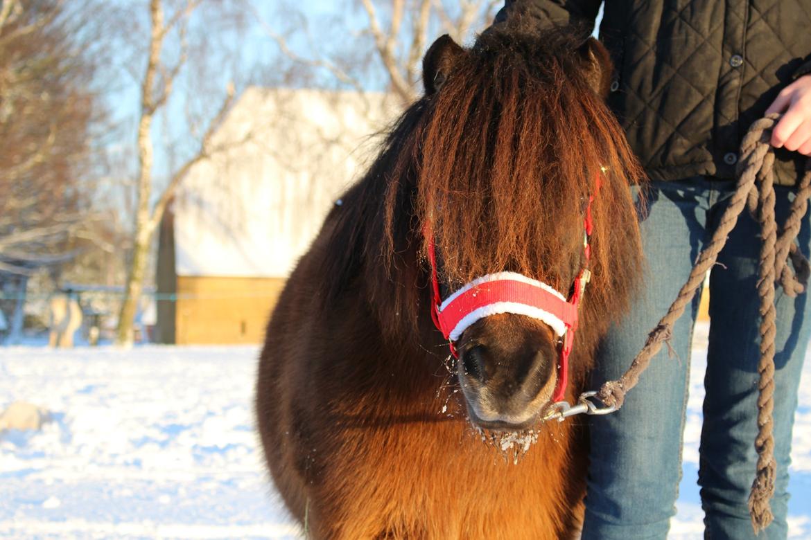 Anden særlig race Tulle (Trold) - Den sødeste lille jule-hest! billede 9