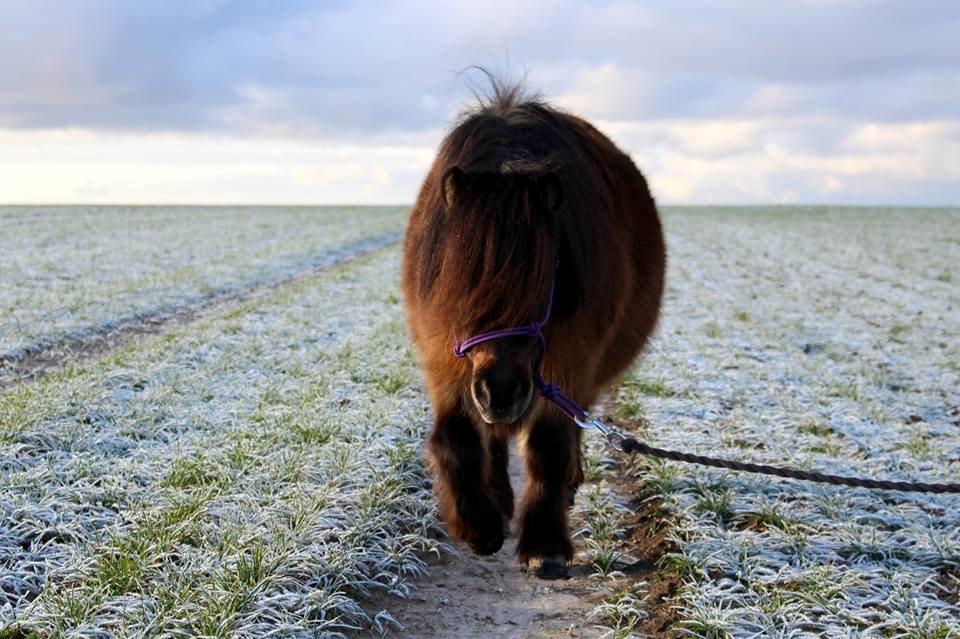 Anden særlig race Tulle (Trold) - ''Maybe we found love right where we are''
 billede 14