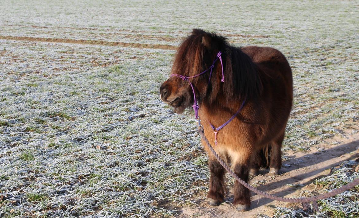 Anden særlig race Tulle (Trold) billede 17