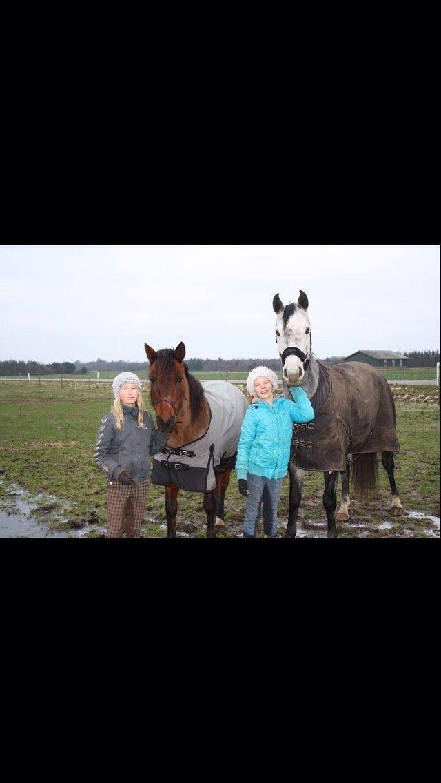 Anden særlig race Holly billede 17