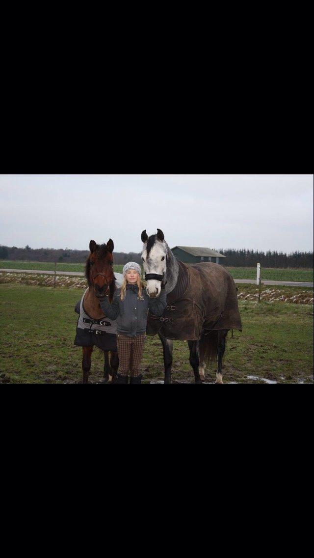 Anden særlig race Holly billede 18