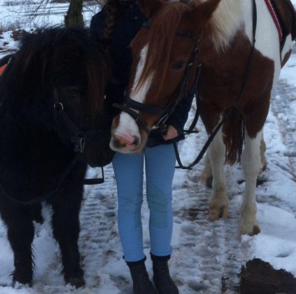 Irsk Sportspony Clashiefique (Classy) - ∞if i ever lose you i dont wanna live anymore∞ billede 16