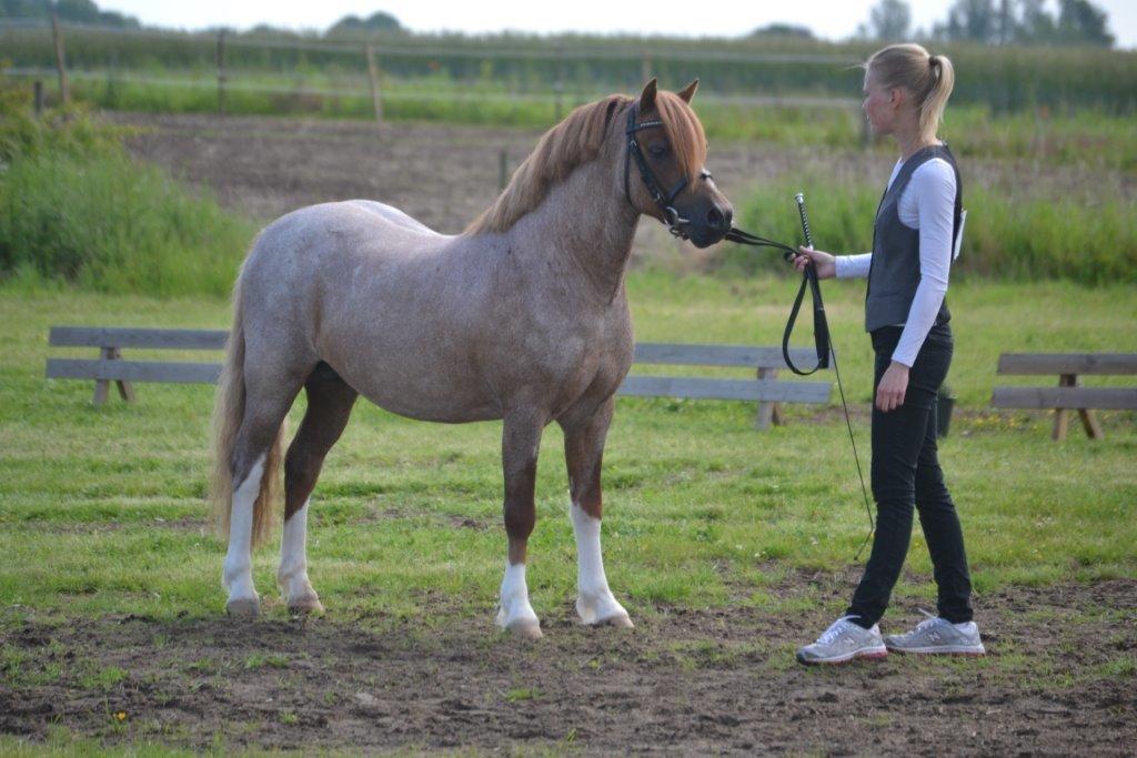 Welsh Mountain (sec A) Llwynneath Emlyn billede 1