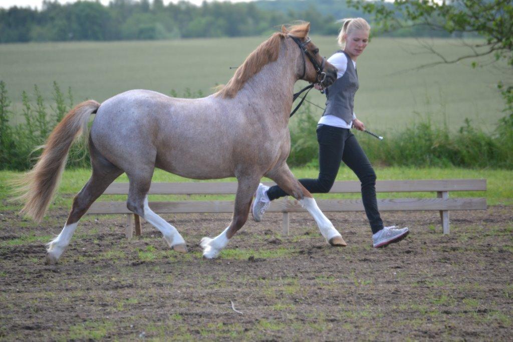 Welsh Mountain (sec A) Llwynneath Emlyn billede 2