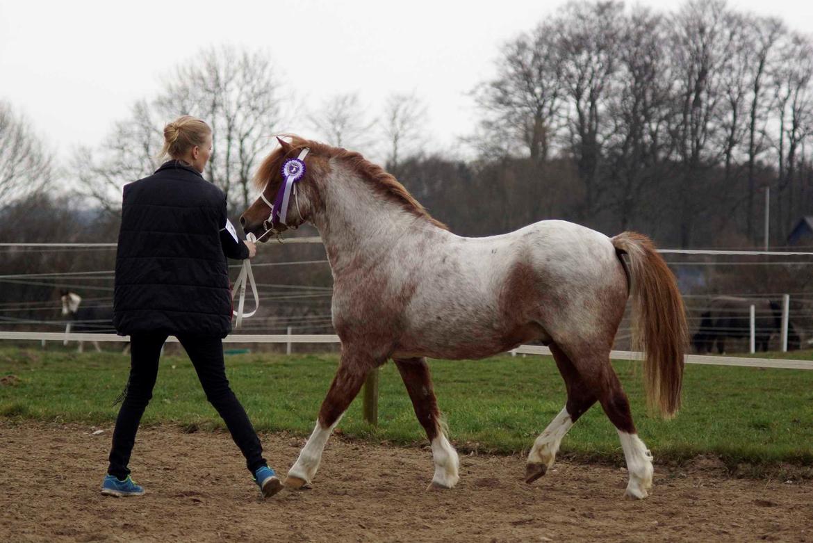 Welsh Mountain (sec A) Llwynneath Emlyn billede 3